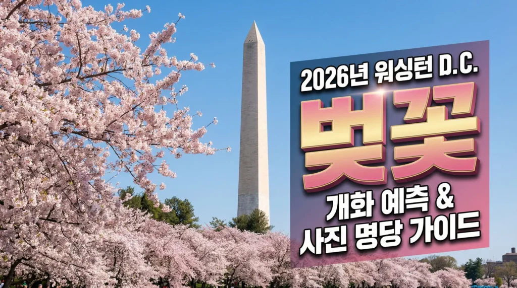 2026 워싱턴 D.C. 벚꽃 축제 개화 시기 예측 및 타이들 베이슨 명당 가이드 (Washington DC Cherry Blossom)
